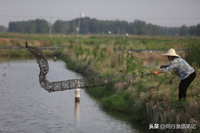 ​地笼里放什么诱饵最好？别到处找了，这六种诱饵就在眼皮子底下