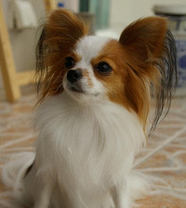 蝴蝶犬，英文名Papillon，又称蝶耳犬和巴比伦犬