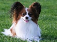 蝴蝶犬，英文名Papillon，又称蝶耳犬和巴比伦犬