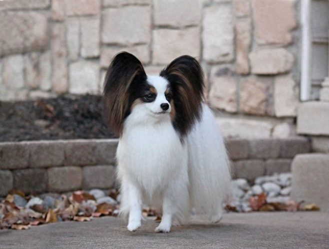 蝴蝶犬，英文名Papillon，又称蝶耳犬和巴比伦犬