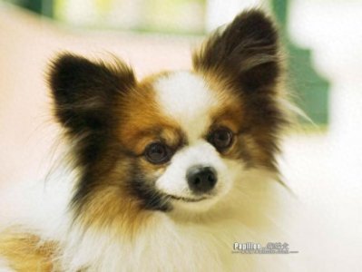 ​蝴蝶犬，英文名Papillon，又称蝶耳犬和巴比伦犬