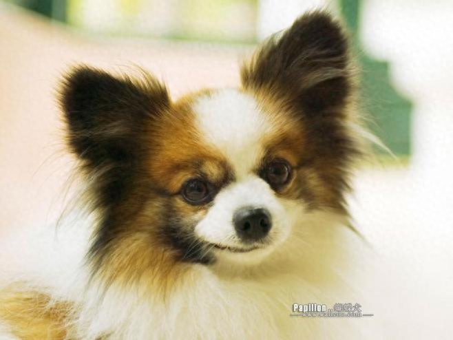 蝴蝶犬，英文名Papillon，又称蝶耳犬和巴比伦犬