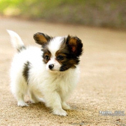 蝴蝶犬，英文名Papillon，又称蝶耳犬和巴比伦犬