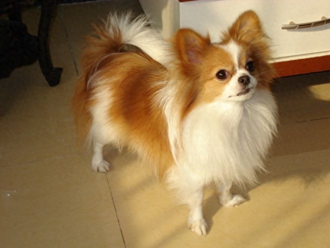 蝴蝶犬，英文名Papillon，又称蝶耳犬和巴比伦犬