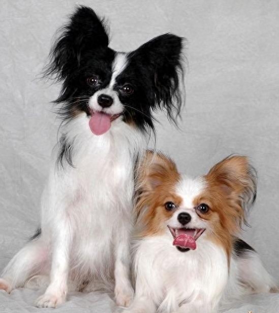 蝴蝶犬，英文名Papillon，又称蝶耳犬和巴比伦犬