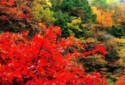 ​明月松间照清泉石上流(品读唐诗《山居秋暝》王维)