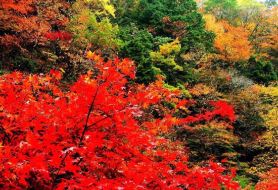 明月松间照清泉石上流(品读唐诗《山居秋暝》王维)