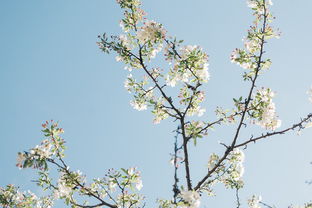 芙蓉树(童年的芙蓉树)