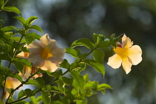 芙蓉树(童年的芙蓉树)