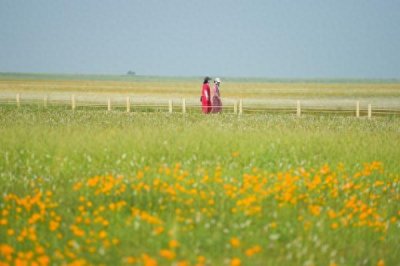 ​金莲川草原景色美