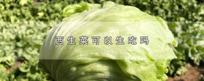 ​西生菜能生吃吗 西生菜可不可以生吃