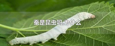 ​蚕是昆虫吗为什么是昆虫 蚕是昆虫吗,为什么会飞