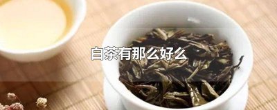 ​白茶好吗? 白茶真的好吗