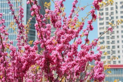 ​宁波适合养什么花，市花和市树是什么