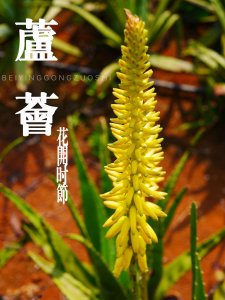 ​治病美容炒菜吃,这种花养一阳台都不嫌多