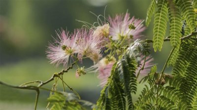 ​合欢花的花语及传说