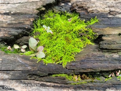 ​苔藓怎么繁殖，怎么在家里自制苔藓