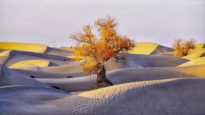 ​垂杨紫陌洛城东，总是当时携手处，游遍芳丛