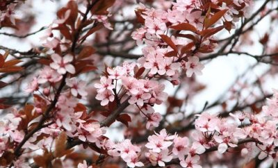 ​正月十五元宵节，花好月圆人团圆