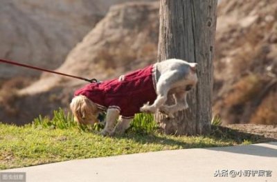 ​工作犬有哪几种犬种，工作犬都有哪几种