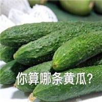 你算哪块小饼干微信搞笑怼人表情包 你算哪块小饼干什么梗表情包