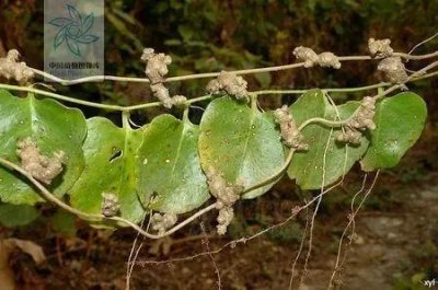 ​这种外来入侵植物被变废为宝，属于天然高钙菜，人工栽培产量高