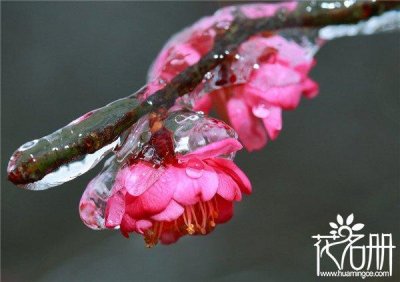 ​南京的市花是什么花，花中之魁梅花