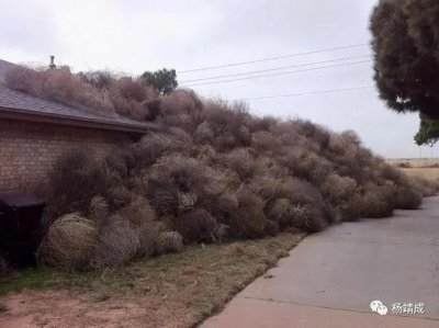 ​风滚草～令美国头疼不已的泛滥植物