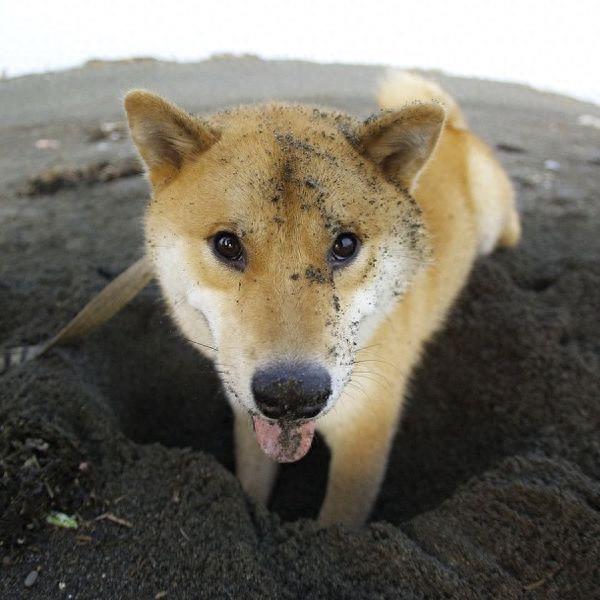 13张秋田犬表情包，看着笑cry！