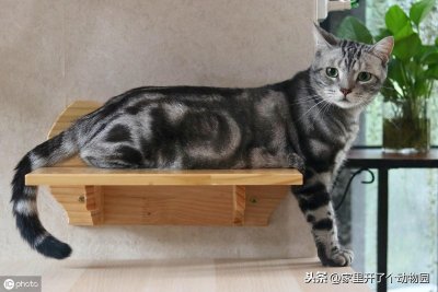 ​美短猫咪多少钱？猫咪行业秘密大爆料！你买贵了吗？