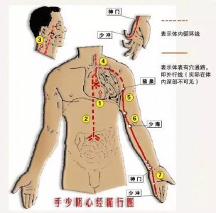 ​跟我学中医 - 手少阴心经循行路线及图解