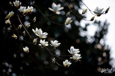 ​上海的市花，高贵素雅的白玉兰，花开满城美不胜收