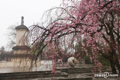 ​青龙寺进入樱花季(组图)