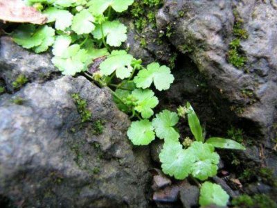 ​天胡荽是怎样的一种植物？